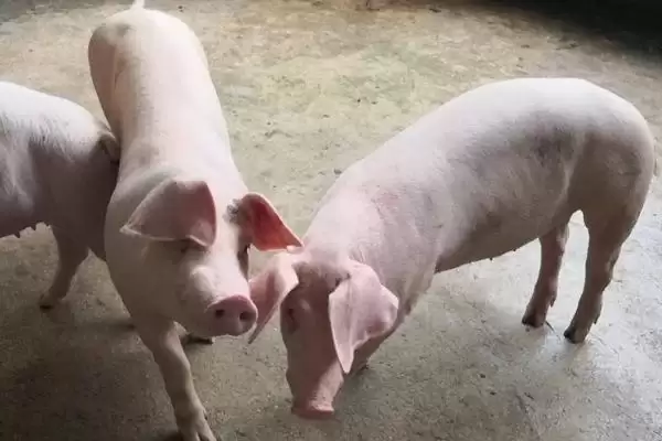 探究猪低温不食原因的方法和重点？养猪要做好哪些健康诊断与护理细节？插图4