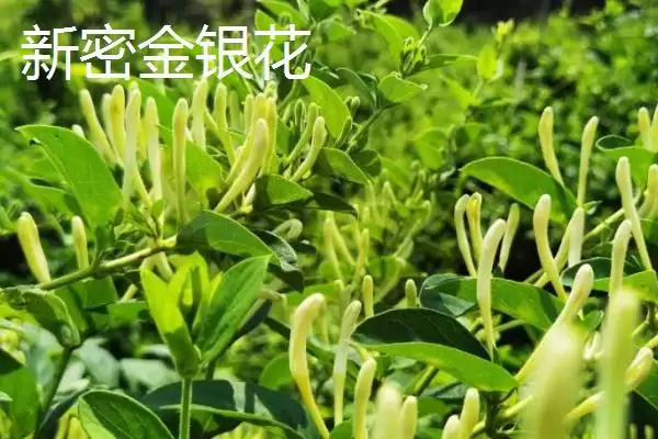 河南新密市的特产,当地产的金银花品质极好插图6 河南新密市的特产,当地产的金银花品质极好插图6
