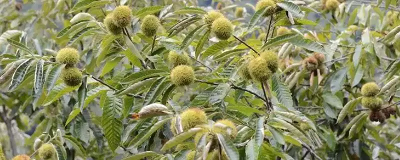 锥栗的种植方法,栽种时间一般在二月份-会东网