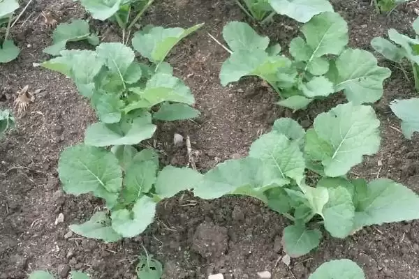 北方种油菜最晚几月，最晚也要在4月份全部种植完成插图3