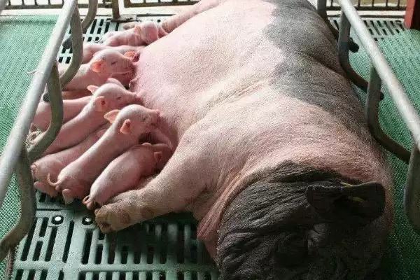 母猪下奶后过多长时间会生产呢,母猪下奶后最早 1-2 天左右会生产插图2