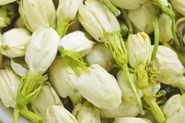 哪里产出的茉莉花茶品质最好呢,广西横县产出的茉莉花茶好且称茉莉之乡插图1 哪里产出的茉莉花茶品质最好呢,广西横县产出的茉莉花茶好且称茉莉之乡插图1