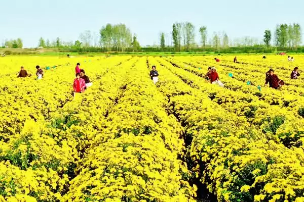 菊花的田间管理技术 ,菊花生长期追肥次数有何讲究呢?插图2 菊花的田间管理技术 ,菊花生长期追肥次数有何讲究呢?插图2
