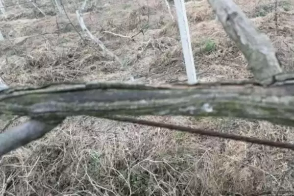 图片[4]-种植猕猴桃预防冻害的方法和重点？种植猕猴桃防冻需注意什么？-会东网