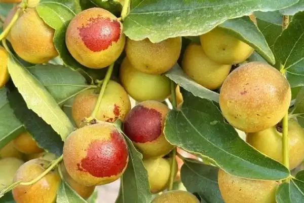 认识水果种类的方法和重点?了解水果种类要做好哪些细节?插图6 认识水果种类的方法和重点?了解水果种类要做好哪些细节?插图6