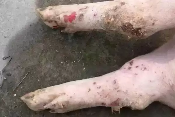 治疗小猪口蹄疫的方法和重点?养猪要做好哪些疫病治疗细节?插图1 治疗小猪口蹄疫的方法和重点?养猪要做好哪些疫病治疗细节?插图1