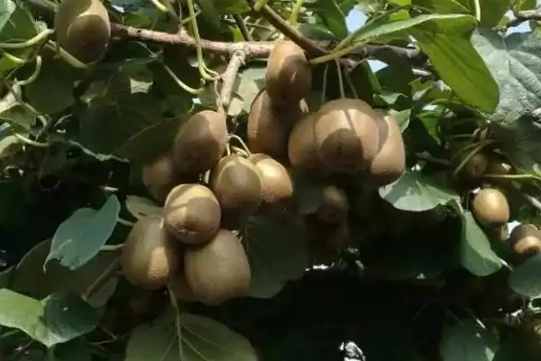 猕猴桃树的嫁接技术有哪几种呢 ,猕猴桃树嫁接可采用劈接等多种方法插图4 猕猴桃树的嫁接技术有哪几种呢 ,猕猴桃树嫁接可采用劈接等多种方法插图4