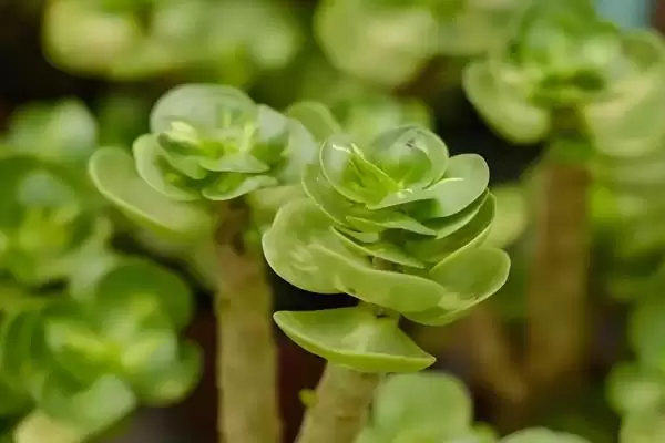 金钱木长叶子的时间 ,金钱木在什么情况下能长叶子插图2