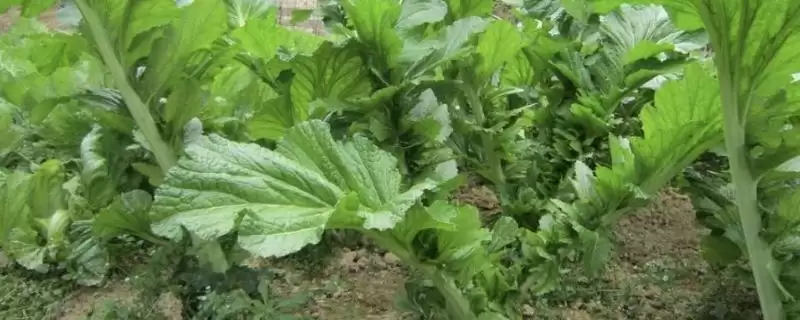 芥菜对光照的喜好 ,芥菜属于喜阴还是喜阳的作物插图 芥菜对光照的喜好 ,芥菜属于喜阴还是喜阳的作物插图