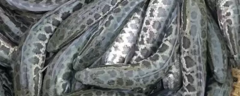农村淡水鱼养殖优选：黑鱼、鳙鱼和青鱼的养殖优势-会东网