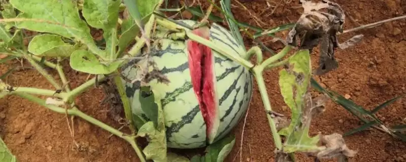 分析西瓜裂瓜原因的方法和重点?探究西瓜裂瓜要做好哪些细节?-会东网