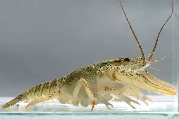 苹果螺有没有毒，属于无毒动物插图3