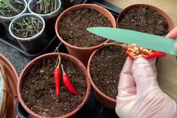 辣椒的种植时间 ,辣椒在春季和秋季种植有何不同?插图4 辣椒的种植时间 ,辣椒在春季和秋季种植有何不同?插图4