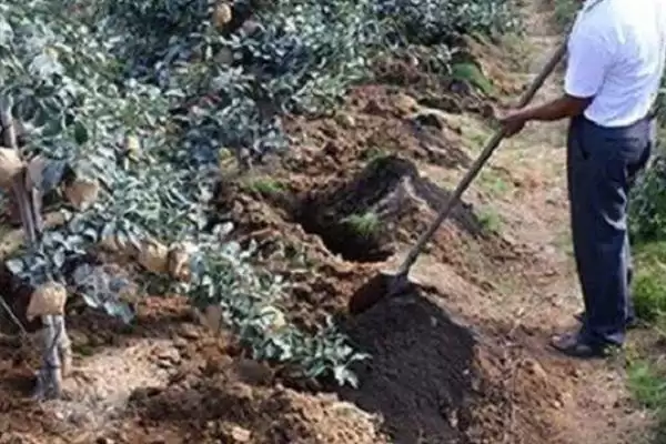 春季苹果园如何正确清园，包含物理清园和化学清园插图13