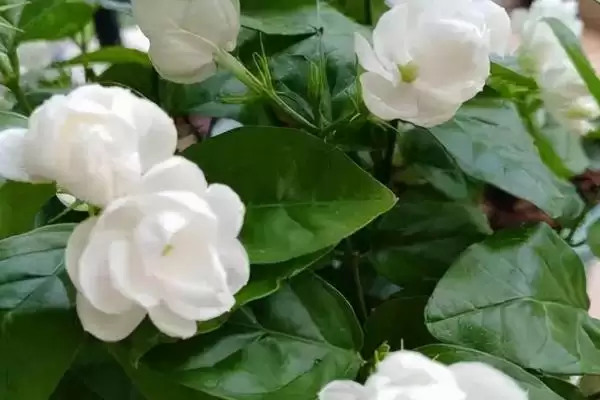 茉莉具有什么样的风水寓意呢 ,茉莉代表提升气运、招财聚财等风水寓意插图3 茉莉具有什么样的风水寓意呢 ,茉莉代表提升气运、招财聚财等风水寓意插图3