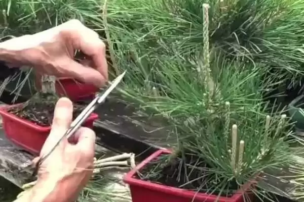 图片[10]-制作五针松盆景的方法和重点？制作五针松盆景要做好哪些细节？-会东网