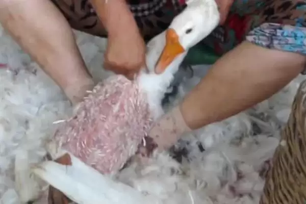 图片[2]-清除鹅身上细毛的技巧：蜜蜡浸泡后拔除的原理与方法-会东网