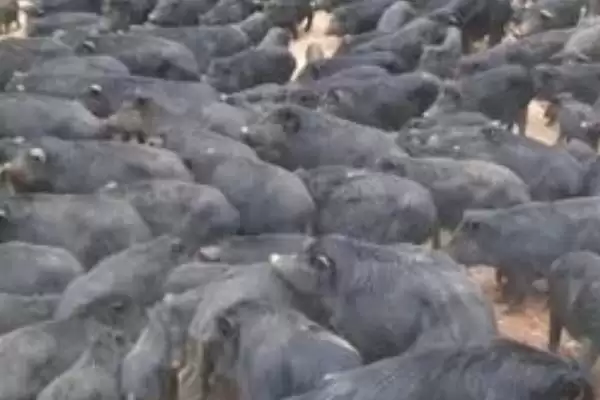 评估养殖藏香猪前景的方法和重点？养猪要做好哪些市场分析细节？插图1