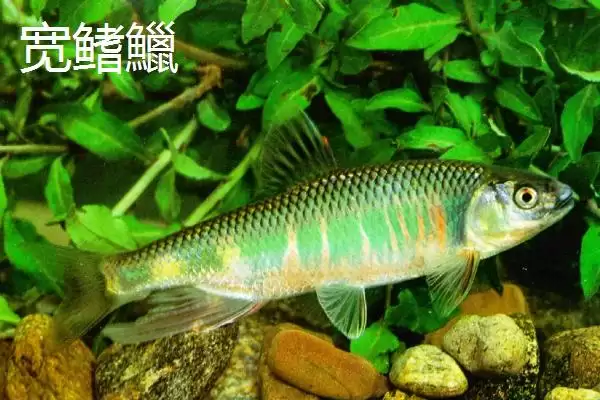 宽鳍鱲和马口鱼的区别 ,宽鳍鱲胸鳍的黑色斑点有何特征？插图3