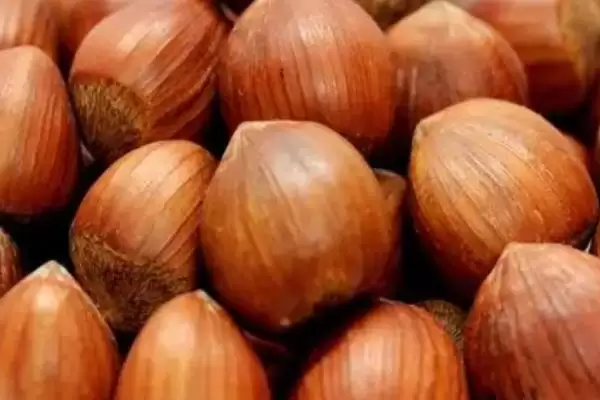 了解榛子的方法和重点？养猪与周边经济作物有哪些关联细节？插图1