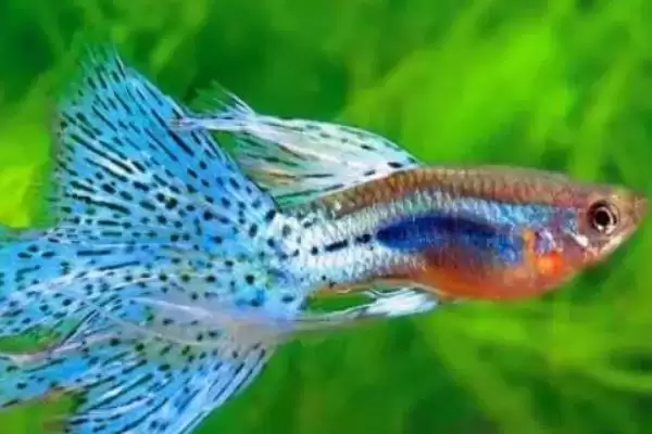 图片[6]-孔雀鱼尾巴烂的自愈情况 ,孔雀鱼尾巴烂严重为何难自愈？-会东网