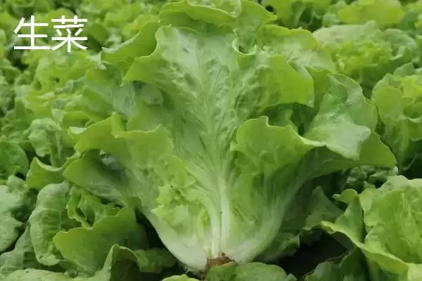 图片[5]-夏季可种植的蔬菜品种 ,夏季种苦瓜有什么有利条件呢？-会东网