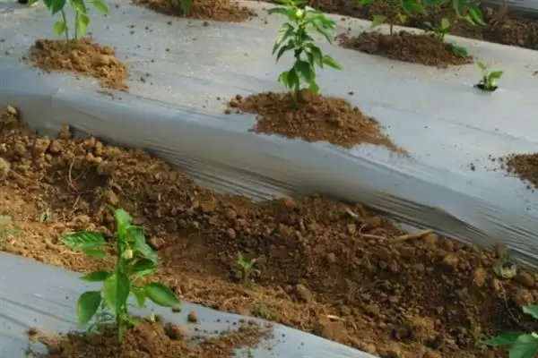 辣椒适龄壮苗的生育期 ,辣椒春季育苗为何需 70-100 天?插图4 辣椒适龄壮苗的生育期 ,辣椒春季育苗为何需 70-100 天?插图4