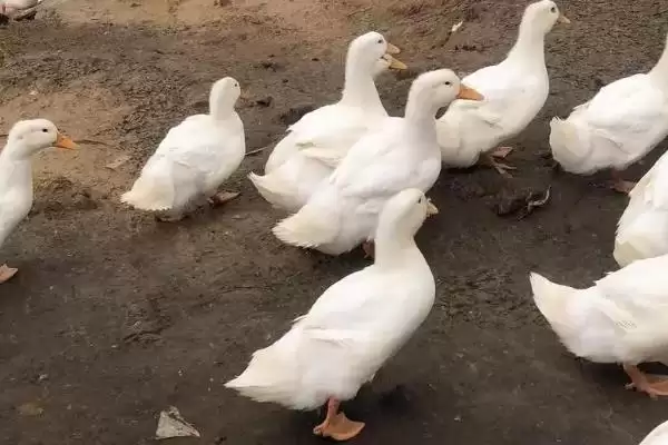 麻鸭和白鸭有什么区别 ,麻鸭和白鸭外形特征有何不同插图3