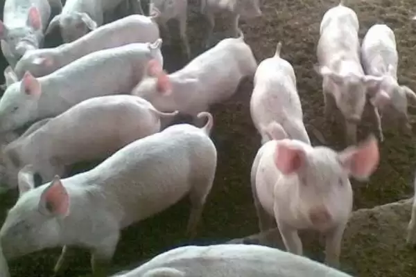 治疗猪发烧的方法和重点？养猪要做好哪些疾病治疗应急细节？插图2