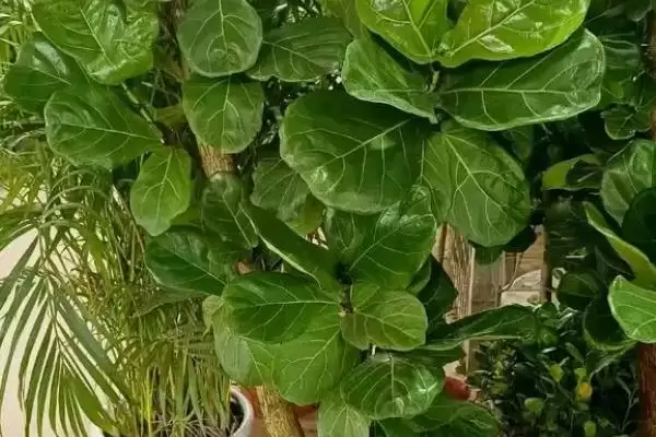 图片[8]-喜阳不怕晒植物集合：荷花、茉莉花、矮牵牛的阳光生活-会东网