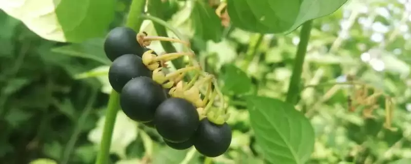 龙葵和黑枸杞的区别之处 ,龙葵和黑枸杞在外形上有何不同？-会东网