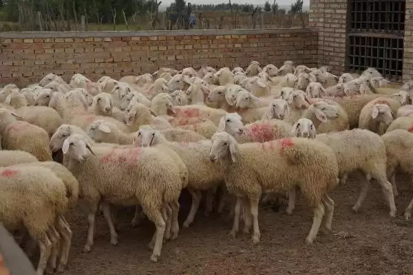 图片[2]-农村赚钱的养殖项目优选：羊、香猪、小龙虾的养殖攻略-会东网