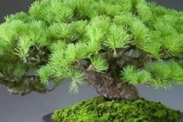 图片[8]-制作五针松盆景的方法和重点？制作五针松盆景要做好哪些细节？-会东网