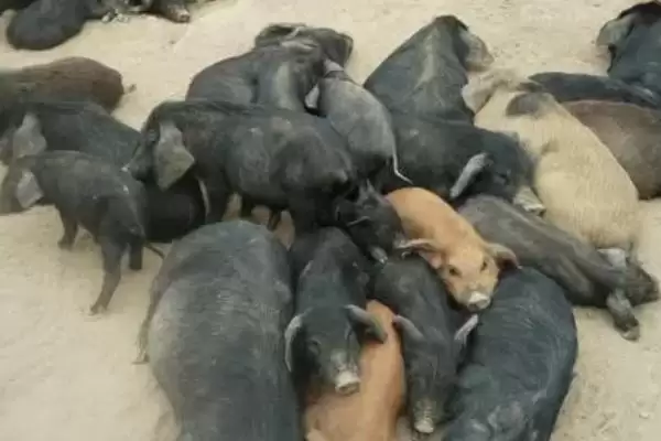 图片[3]-避免野猪患上仔猪黄痢病的方法和重点？养猪要做好哪些特种猪疫病预防细节？-会东网