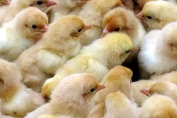 计算散养土鸡成本的方法和重点?养鸡要做好哪些成本核算?插图1 计算散养土鸡成本的方法和重点?养鸡要做好哪些成本核算?插图1