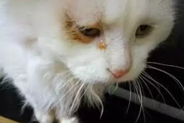 图片[5]-为什么猫咪会哭？了解猫咪哭的原因要知晓哪些猫咪健康、情绪和行为表现要点？-会东网