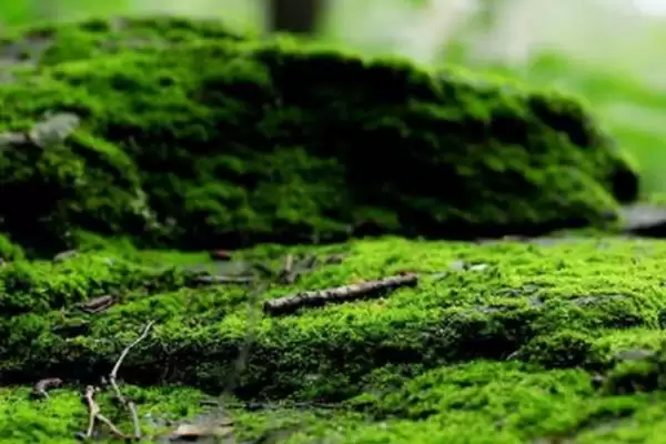 图片[2]-苔藓植物长不高的原因？探究苔藓植物长不高原因要了解哪些植物生理特性？-会东网