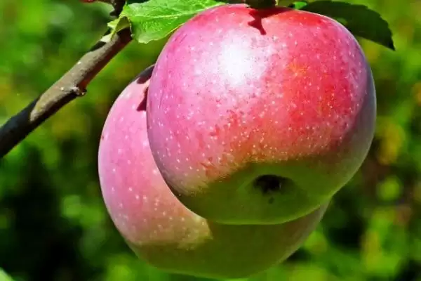 中国哪里产苹果,不同地方的苹果味道各不相同插图2 中国哪里产苹果,不同地方的苹果味道各不相同插图2