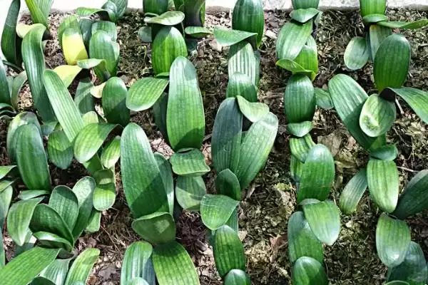 君子兰一叶苗的挑选方法 ,挑选君子兰一叶苗看什么特征？插图1