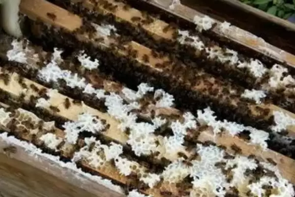 图片[5]-养蜂十二口诀，一月保温、二月通风-会东网