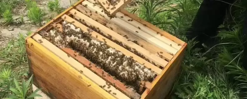 拆分蜂群的方法,可直接将原蜂箱中的部分蜂脾、蜜脾放入新蜂箱中-会东网