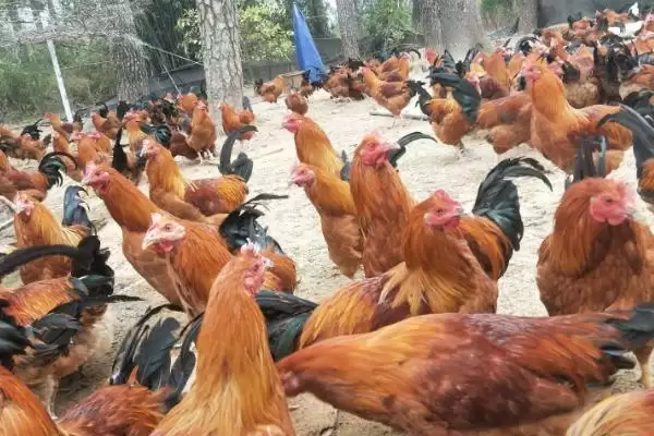 掌握散养鸡管理技术的方法和重点?养鸡要做好哪些散养管理?插图3 掌握散养鸡管理技术的方法和重点?养鸡要做好哪些散养管理?插图3