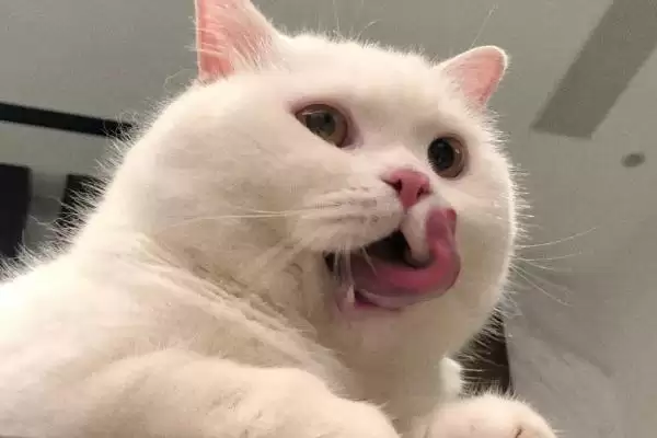 榴莲对猫的危害表现 ,榴莲导致猫呕吐的原因是什么?插图3 榴莲对猫的危害表现 ,榴莲导致猫呕吐的原因是什么?插图3