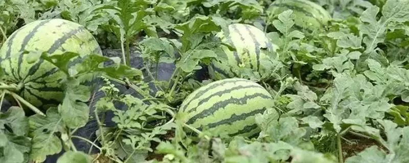 分析西瓜不甜原因的方法和重点？探究西瓜不甜要做好哪些细节？-会东网