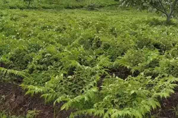 图片[2]-魔芋种子育苗技术有哪些要点呢 ,魔芋种子育苗依种芋大小分开播种-会东网
