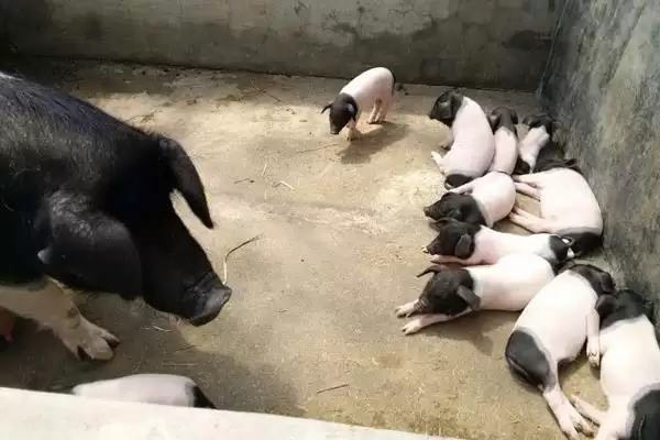 金华猪的养殖技术 ,养殖金华猪要注意哪些技术插图1