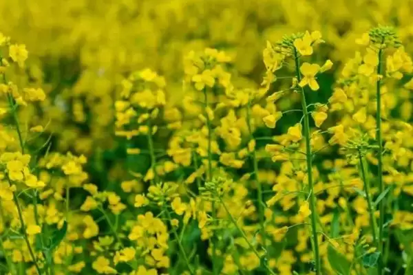 油菜的开花时间，通常在3-4月份开花插图1