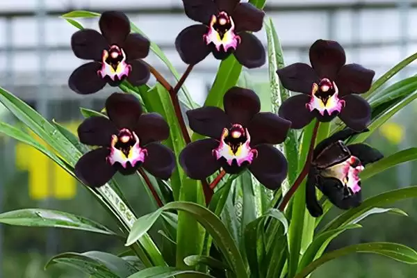 墨兰有哪些比较名贵的品种呢 ,墨兰名贵品种有矮种、白墨、金嘴等插图2 墨兰有哪些比较名贵的品种呢 ,墨兰名贵品种有矮种、白墨、金嘴等插图2