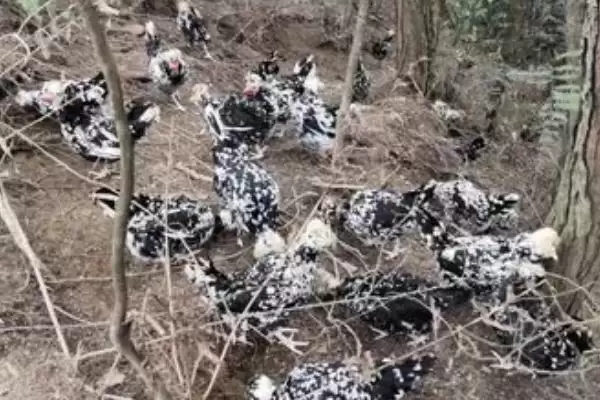 打造贵妃鸡养殖环境的方法和重点?养鸡要做好哪些特色养殖条件营造?插图3 打造贵妃鸡养殖环境的方法和重点?养鸡要做好哪些特色养殖条件营造?插图3