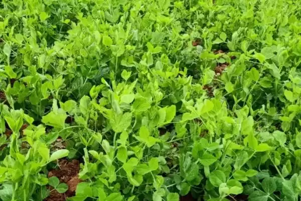 图片[2]-豌豆的种植方法？种植豌豆要遵循哪些科学的种植步骤和管理要点？-会东网